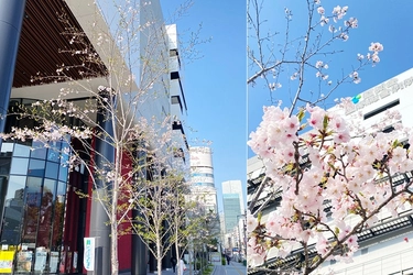 新たな桜の名所が誕生。i-Mallに咲くソメイヨシノ