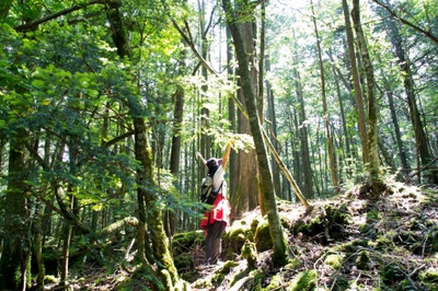当施設で体験できる青木ヶ原樹海ツアーツアー