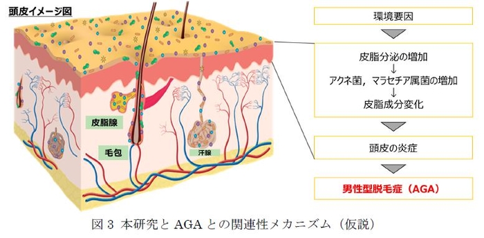 図3 本研究とAGAとの関連性メカニズム(仮説)