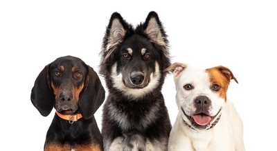 qrH4t4jVX4nUTwHrP1Ih.jpeg?w=940&h=940