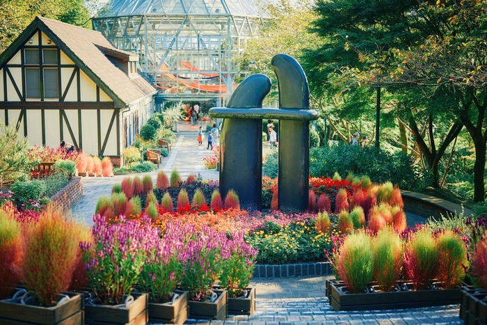 コキア_9月下旬-10月下旬