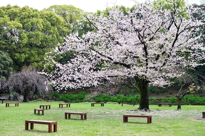 清澄庭園ソメイヨシノ(過去最盛期の様子)