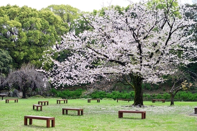 清澄庭園ソメイヨシノ（過去最盛期の様子）