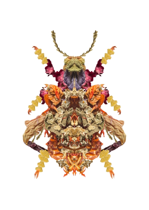 井上拓海《Life-e-motion「モモブトオオルリハムシ(Sagra buqueti)」》2018