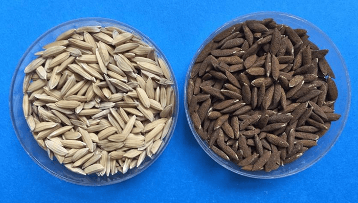 コーティング前の種子(左)と粉美人® コーティング後の種子(右)