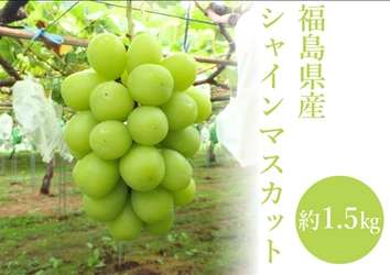 福島県産シャインマスカットを100箱限定販売！ 上品な香りとしっかりとした歯ごたえの旬の味を ＪＡタウンのショップ「ＪＡ全農福島」からお届け