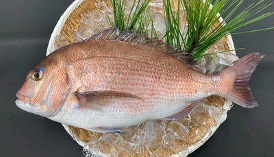 近畿大学とニチレイフーズが開発した「アセロラ真鯛®」　6/27（金）から、くら寿司で「アセロラ真鯛®湯引き」を、ベイシアで「アセロラ真鯛®の寿司・お造り」を、期間・数量限定で販売