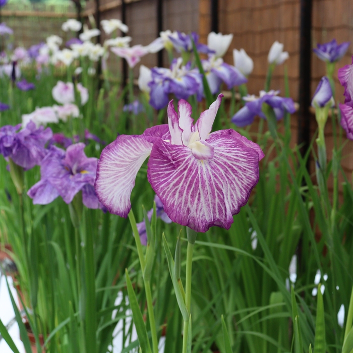 はなしょうぶ展(令和5年度撮影)