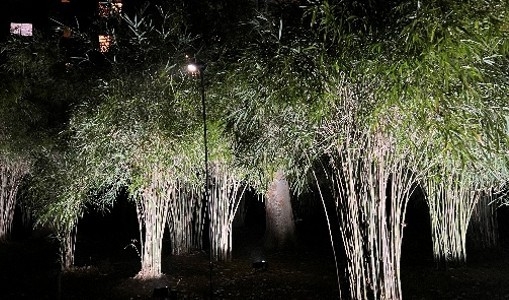 大明竹のライトアップ(昨年の様子)