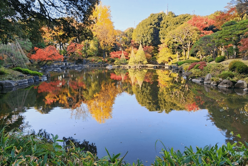 心字池に映る紅葉と雪吊り