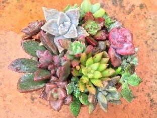 多肉寄せ植え ※イメージ