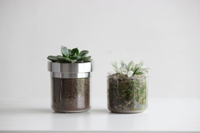 苔の生え具合の差比較写真