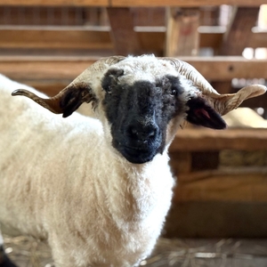 r7b9BAcxDkd36ClGvRso.jpg?w=940&h=940