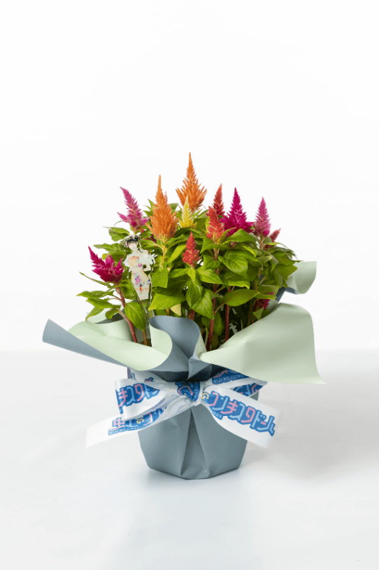 商品イメージ(ケイトウ)