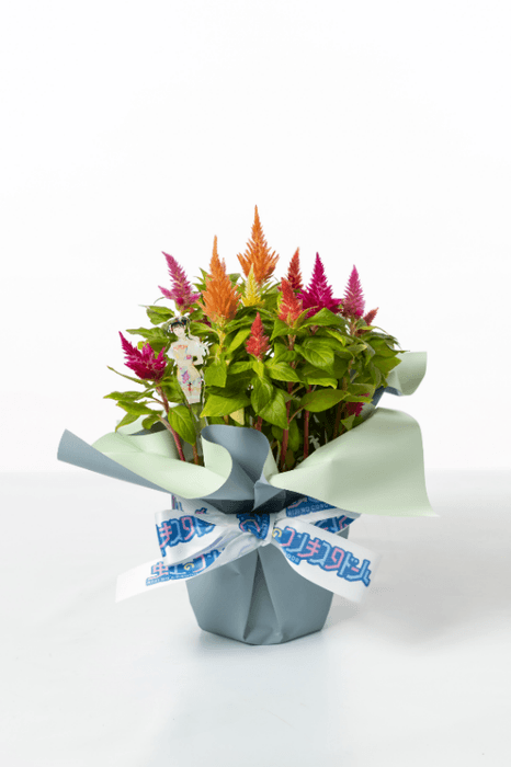 商品イメージ(ケイトウ)