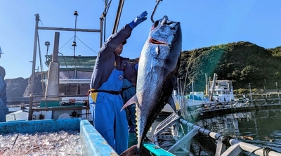 近畿大学水産研究所での近大マグロ取り上げの様子（和歌山県で撮影）