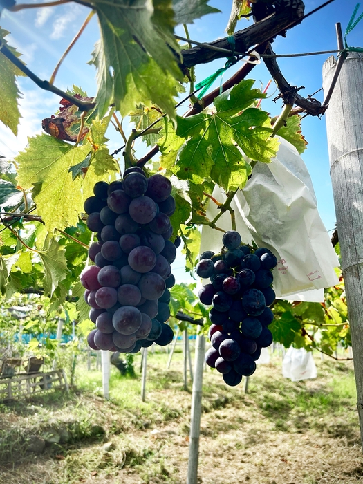 現在も毎年実り続けるピオーネ