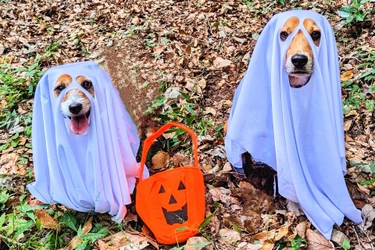 【愛犬×ハロウィン】おばけワンコの仮装パーティー開催！　箱根の愛犬と泊まれるホテルにて｜2025年10月