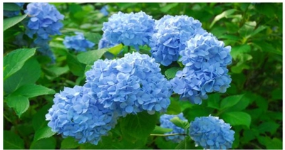 六甲高山植物園 鮮やかな六甲ブルー 牧野富太郎が命名したヒメアジサイが見頃