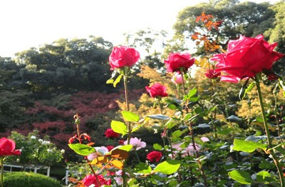 バラ園のある洋風庭園から眺めた紅葉
