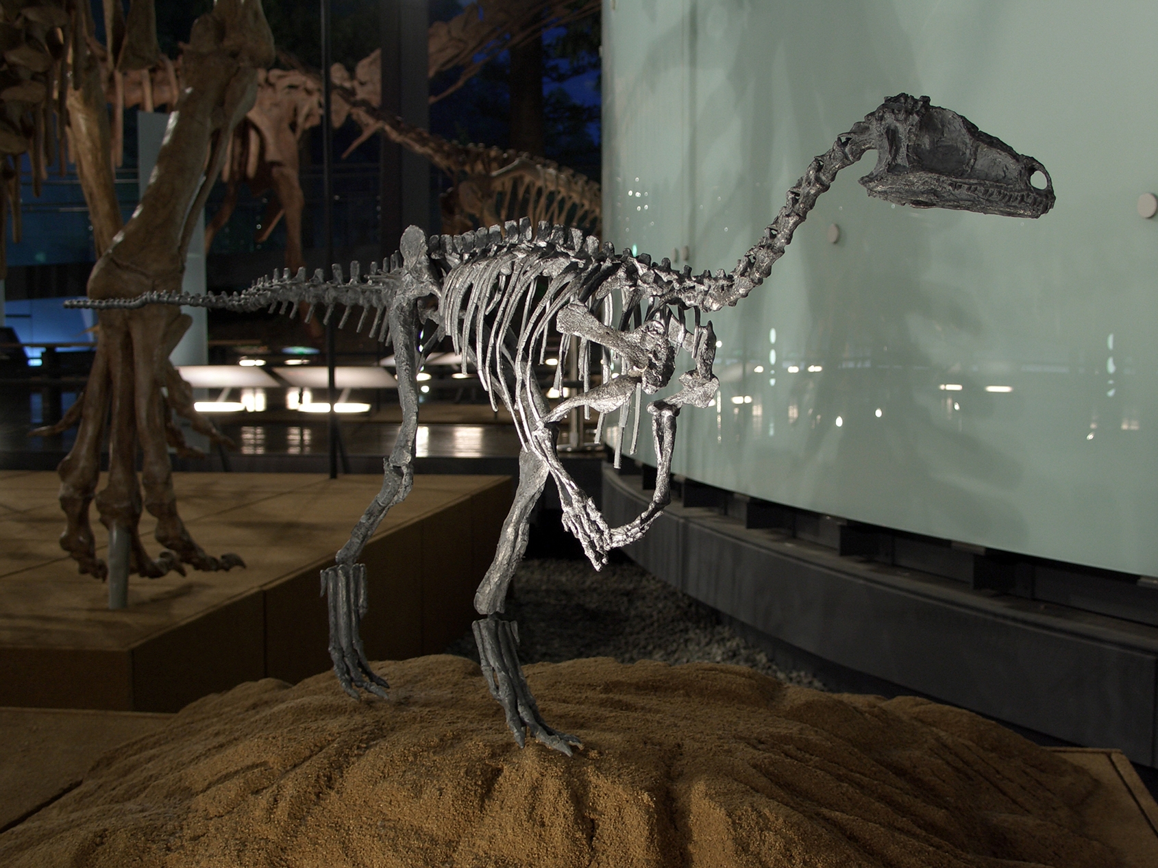 エオラプトル(後期三畳紀)