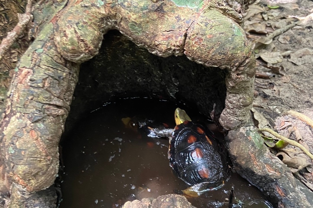 幹の穴にいるヤエヤマセマルハコガメ