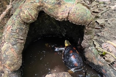 幹の穴にいるヤエヤマセマルハコガメ