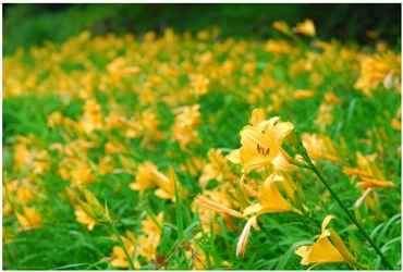 六甲高山植物園 明るい夏色の花！ 約1,000株の「ニッコウキスゲ」が見頃です
