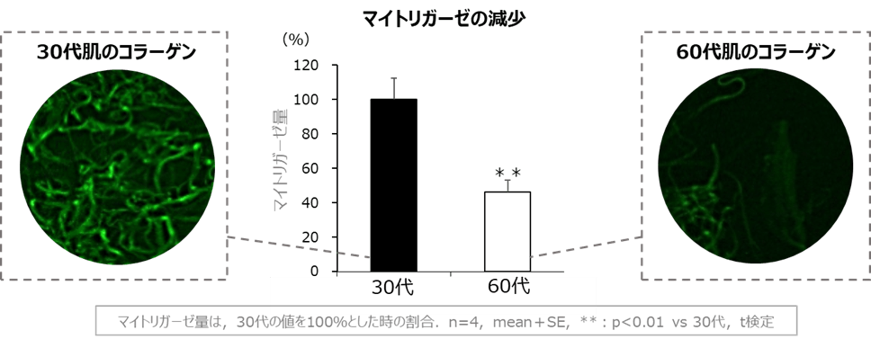 図1 加齢によるマイトリガーゼの減少