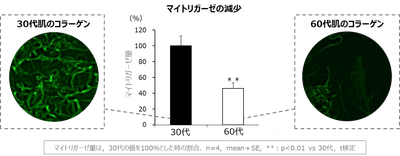 図1 加齢によるマイトリガーゼの減少