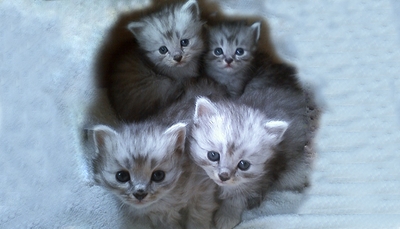 rVPWmlQMkiIMmXKcKrbN.jpg?w=940&h=940