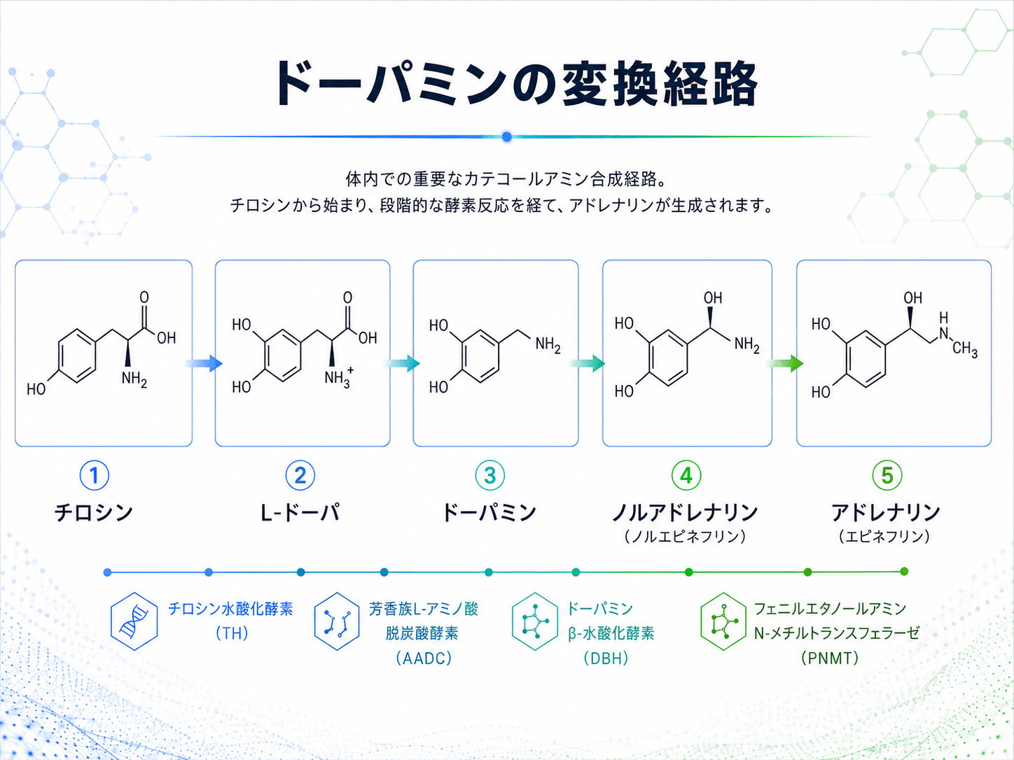 『【34件の論文を分析】Lドーパサプリに期待できる効果・目安量・おすすめ素材とは』を公開いたしました。