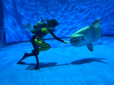 「マンボウウォッチング」特別バージョン