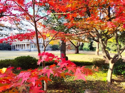 重要文化財　旧岩崎邸庭園（芝庭側）