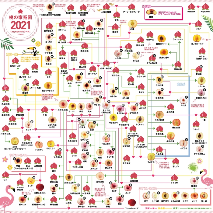 MOMOテラス_この桃どんな桃！？桃の家系図クイズ _桃の家系図