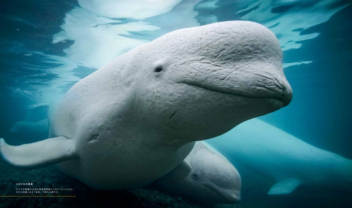 『クジラ 海の巨人』中面