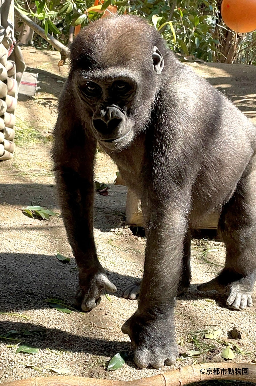 キンタロウがナックルウォークをする様子(写真提供:京都市動物園)