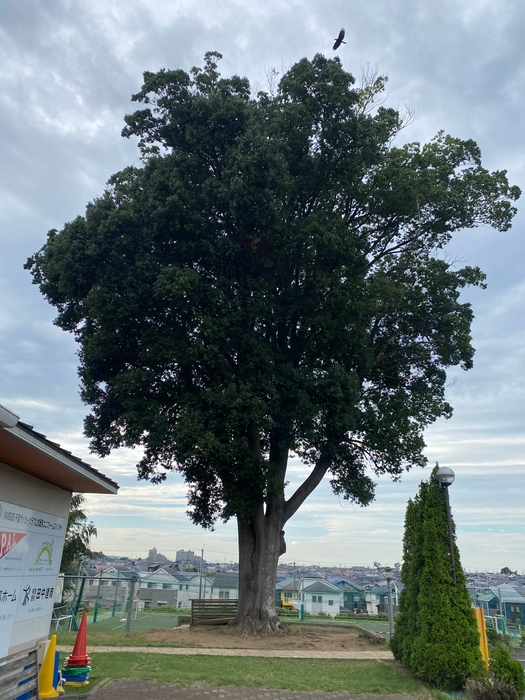 クラブハウス前の御神木