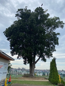 クラブハウス前の御神木