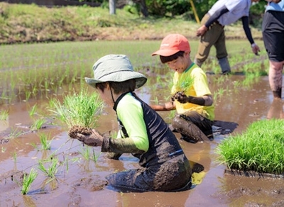 田植え体験（昨年の様子②）