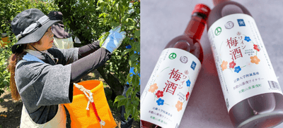 農学部生による南高梅の収穫風景（左）赤ワイン梅酒（右）