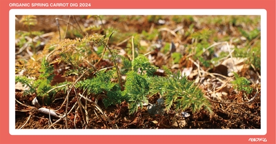 有機春にんじん収穫体験イベントイメージ画像②