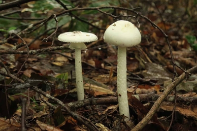 rvxMx8B7aNAqNmQLdI06.jpg?w=940&h=940