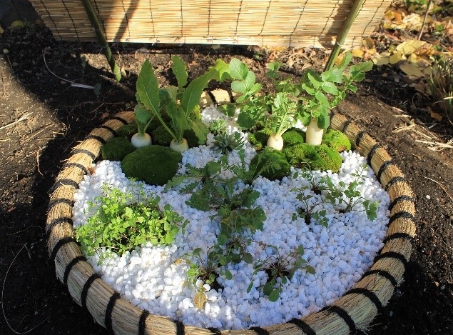 地植えの七草の展示(過年度)