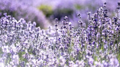 s2OvkHUWoDvDHo1AEAYz.jpg?w=940&h=940