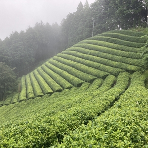 s3I5eGrxFox4KG7kMrUU.jpg?w=940&h=940