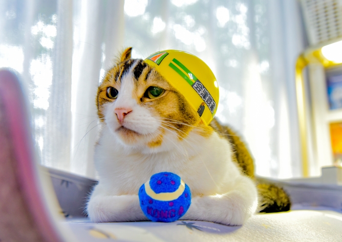 (元)施設長「ぴーち」(C)劇場版「ふにゃ~り日和」製作委員会