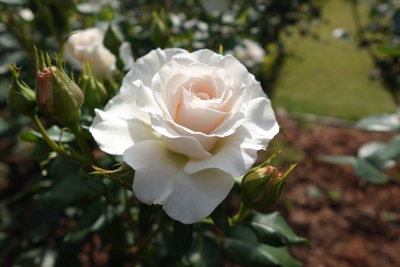 フレンチレース（5/8撮影）