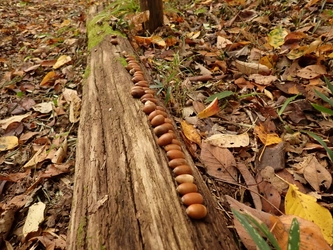 【11/26（日）開催！】長沼公園『こども自然学習～樹木と森について知ろう～』