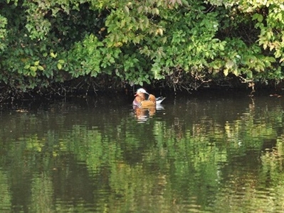 ▲飛来したオシドリと出会えるかも！？